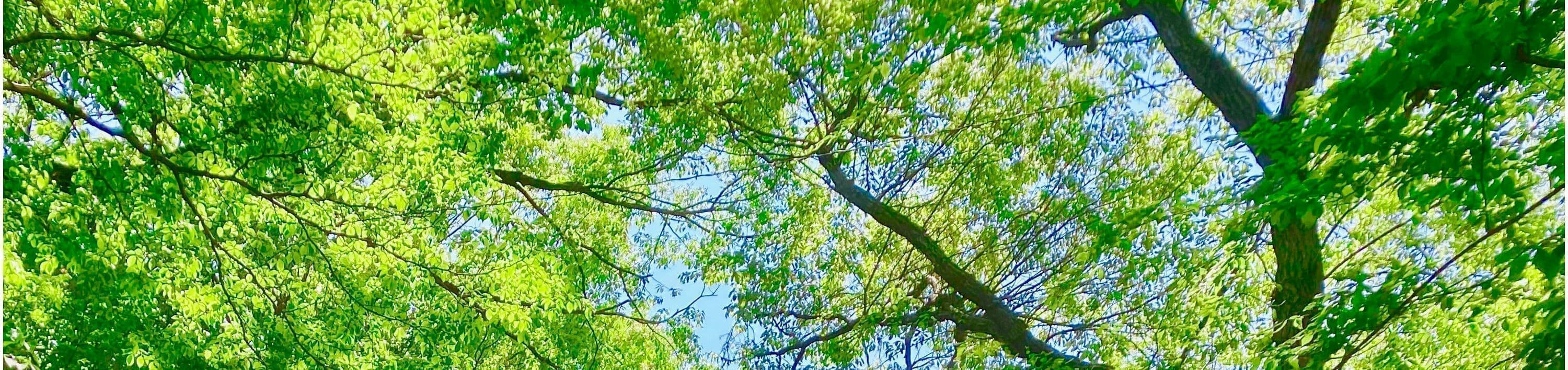 フォーレストイメージ